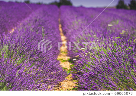 Blooming Bright Purple Lavender Flowers In Provence, France. Summer Season Blooming Bright Purple Lavender Flowers In Provence, France. Summer Season 69065073