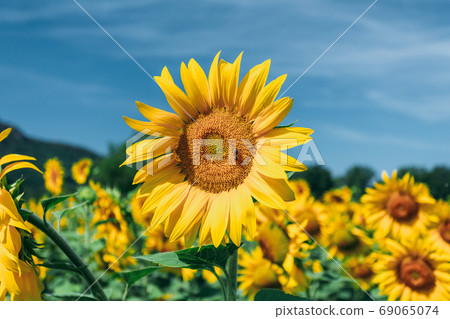 Close up of bright yellow bloomng sunflowers field in sunny summer day. Agricultural concept Close up of bright yellow bloomng sunflowers field in sunny summer day. Agricultural concept 69065074