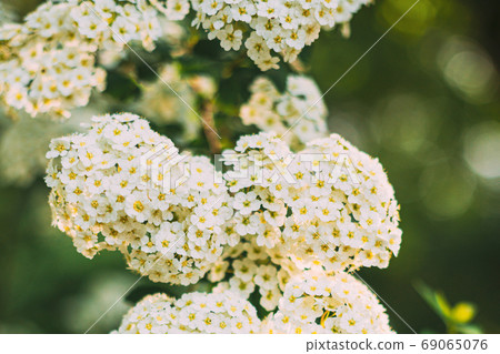 White Spirea Vanhouttei Flowers On Bush At Spring. 69065076