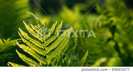 Beautyful ferns leaves green foliage natural floral fern background in sunlight Beautyful ferns leaves green foliage natural floral fern background in sunlight 69065077