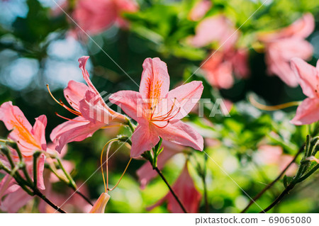 Blooming Pink Flowers of Rhododendron japonicum In Spring Garden. Blooming Pink Flowers of Rhododendron japonicum In Spring Garden. 69065080