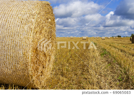 Wheatfield and haystacks of wheat of yellow color during harvest. Copy space of the setting sun rays on horizon in rural meadow. Nature photo Idea of a rich harvest. 69065083