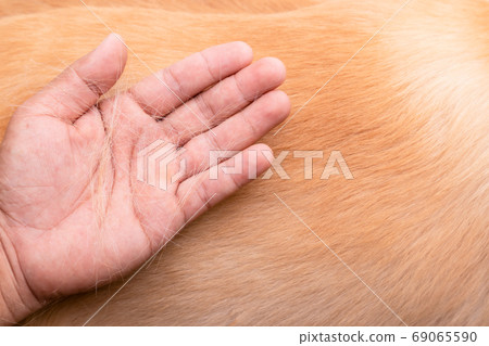 Dog has been losing fur concept. Hand holding fur or dog hair on 69065590