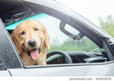 Brown dog (Golden Retriever) sitting in the car at the raining d Brown dog (Golden Retriever) sitting in the car at the raining d 69065656