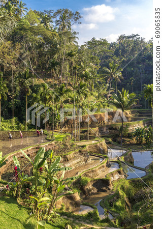 Rice Terraces, Bali. Indonesia. Green cascade rice field plantation. Rice Terraces, Bali. Indonesia. Green cascade rice field plantation. 69065835
