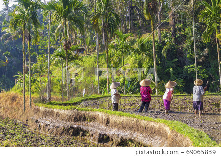 Rice field workers.Farmers are planting rice in the fields on rice terraces. 69065839