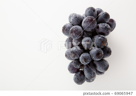 葡萄葡萄新先鋒 葡萄葡萄新先鋒 69065947