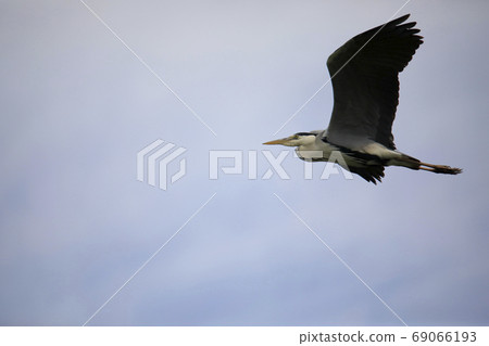 Beautiful scenery with herons Beautiful scenery with herons 69066193
