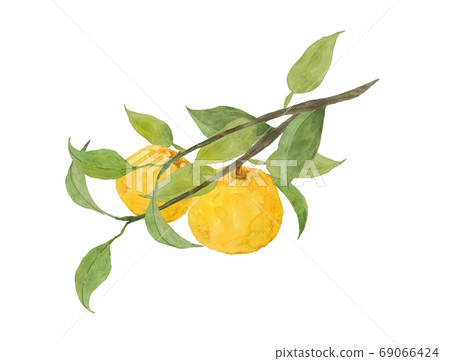 柚子水彩 69066424