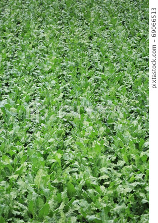 擊敗場·北海道 69066513