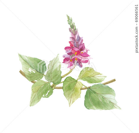 Kuzuka and leaves Kuzuka and leaves 69066561