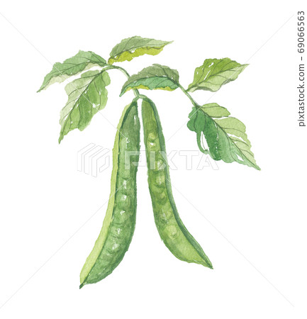 Green beans pods and leaves Green beans pods and leaves 69066563