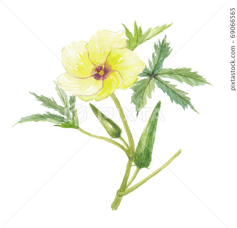 秋葵的花和果實 秋葵的花和果實 69066565