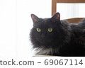 Black cat sitting on a chair 69067114