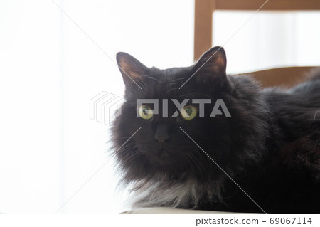 坐在椅子上的黑貓 69067114