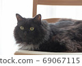 Black cat sitting on a chair 69067115