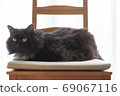 Black cat sitting on a chair 69067116