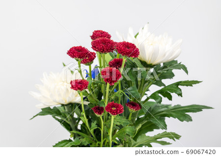 Red spray chrysanthemum white chrysanthemum 69067420