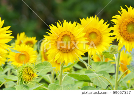 sunflower	 69067537