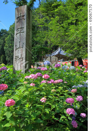 [Flat amount] Mt. Taihei Hydrangea (Tochigi, Tochigi) 69067570