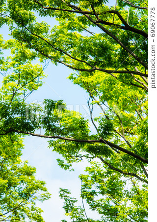Fresh green Fresh green 69067778