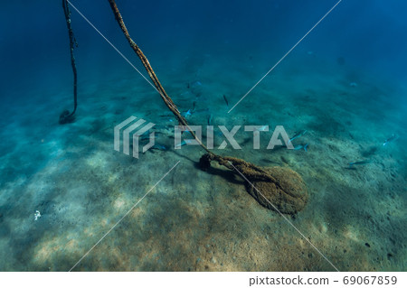 School of big fish over sandy sea in transparent ocean. Ocean wild life. School of big fish over sandy sea in transparent ocean. Ocean wild life. 69067859