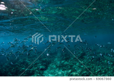 School of tuna fish in transparent blue ocean School of tuna fish in transparent blue ocean 69067860