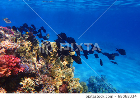 coral reef in egypt coral reef in egypt 69068334