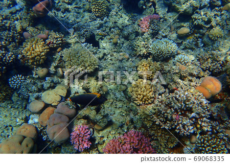 coral reef in egypt coral reef in egypt 69068335