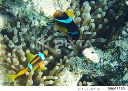 orange nemo clown fish orange nemo clown fish 69068363