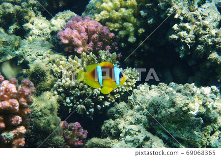 orange nemo clown fish orange nemo clown fish 69068365