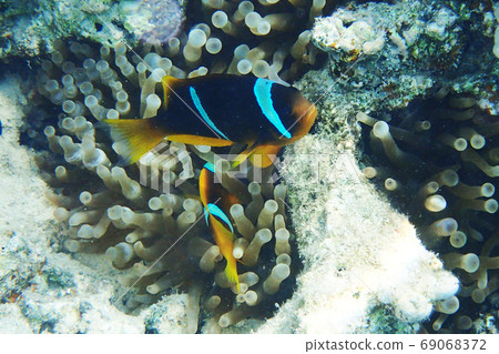 orange nemo clown fish orange nemo clown fish 69068372