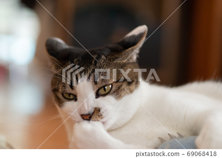 Grooming cat, Pheasant cat Grooming cat, Pheasant cat 69068418