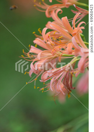 Orange flower fox razor 69068425