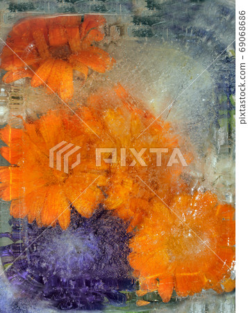 Background of   calendula  flower frozen in ice 69068686