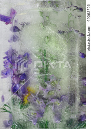 Background of   delphinium flower frozen in ice 69068706