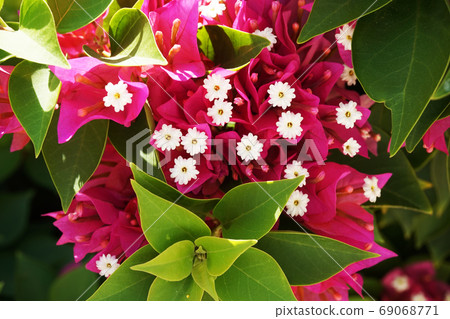 bougainvillea plant as very nice texture 69068771