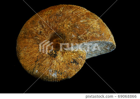 ammonite fossil texture ammonite fossil texture 69068866