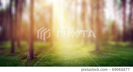 Forest nature sun light morning Forest nature sun light morning 69068877