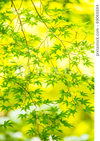 Fresh green Fresh green 69068884