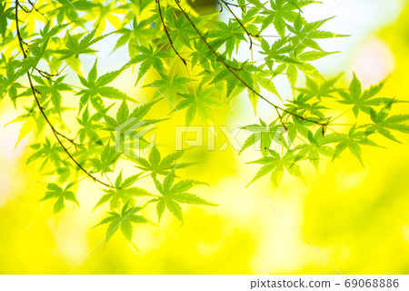 Fresh green 69068886