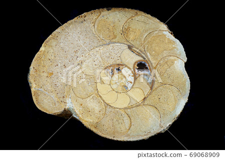 ammonite fossil texture ammonite fossil texture 69068909