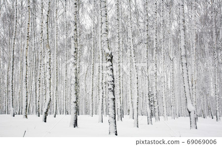 Snow-covered trunks of birches in a winter forest Snow-covered trunks of birches in a winter forest 69069006