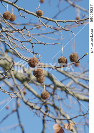 Sycamore fruit and blue sky Sycamore fruit and blue sky 69069827
