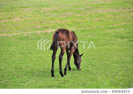 馬純種馬 69069853