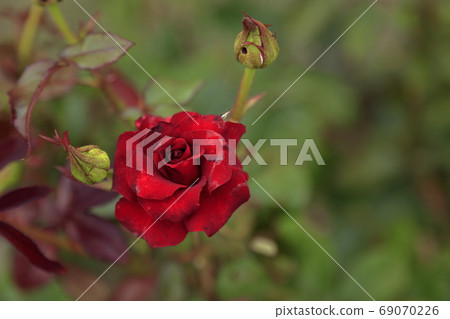 荒尾市Ooyamai市民花床玫瑰花 69070226