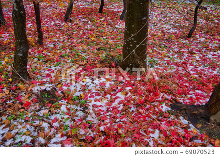 Fallen leaves and first snow 69070523