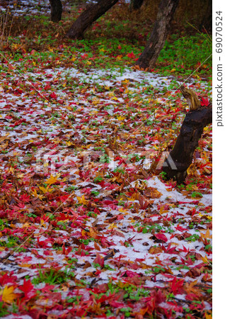 Fallen leaves and first snow 69070524