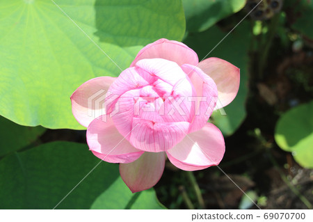 Horiuchi Lotus Flower, Moka City, Tochigi Prefecture Horiuchi Lotus Flower, Moka City, Tochigi Prefecture 69070700