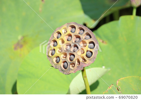 栃木縣摩卡市堀內市 栃木縣摩卡市堀內市 69070820